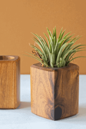 art-and-soil-bangalore-W4ZUFRJIWHw-unsplash 1 Large Dracaena Marginata