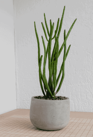 henry-co-FObU8l6PyLA-unsplash 1 Button Fern2