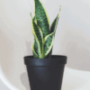 Snake Plant Laurentii