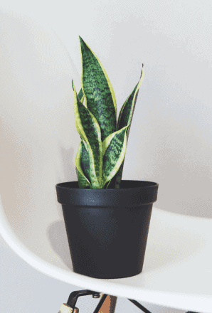 nikita-kachanovsky-GY6ViMxtmDE-unsplash 1 Snake Plant Laurentii